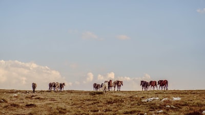 绿草上的马的景观摄影